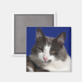 ケイシーホワイトグレーキャット マグネット (正面/裏面)