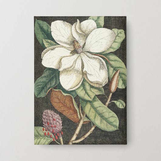 ケイツビー・ヴィンテージ・マグノリア植物画 缶バッジ (正面)