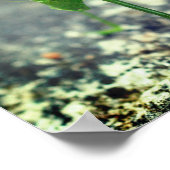 ケイティドバッタ虫クローズアップ ポスター (角)