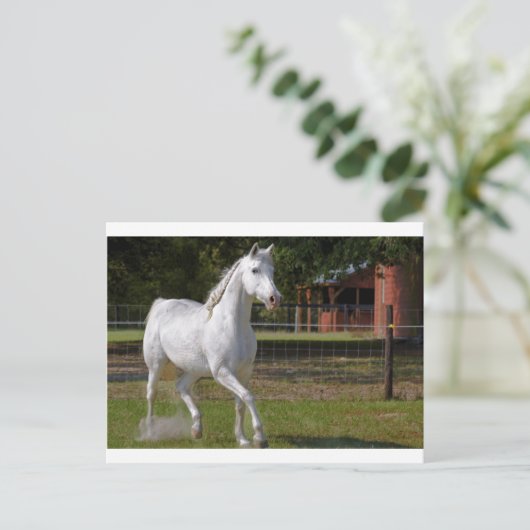 ケイティ走ー ポストカード (スタンド正面)