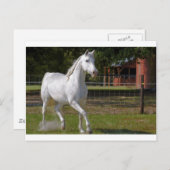 ケイティ走ー ポストカード (正面/裏面)