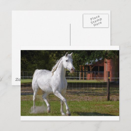 ケイティ走ー ポストカード (正面/裏面)