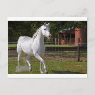 ケイティ走ー ポストカード