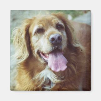 ケイティ・オールド マグネット