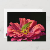 ケイディドオン《植物》百日草 ポストカード (正面/裏面)