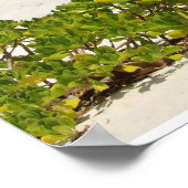 ケイマンアイランズビーチハウス ポスター (角)