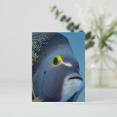 ケイマン諸島，アンジェルフランスのフィッシュポマカンサス ポストカード (スタンド正面)