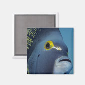 ケイマン諸島，アンジェルフランスのフィッシュポマカンサス マグネット (正面/裏面)