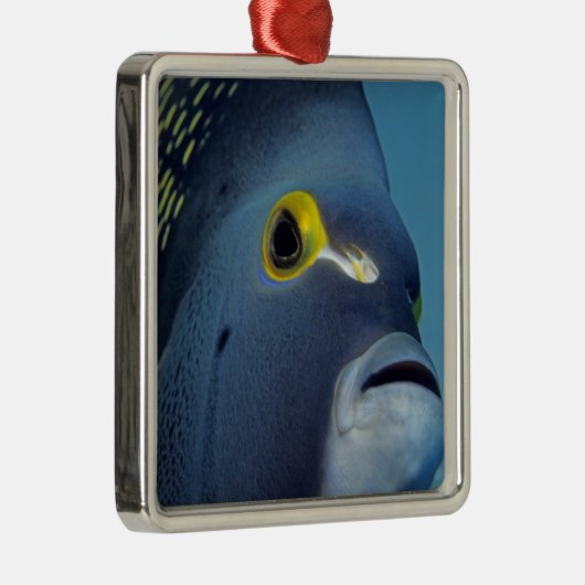 ケイマン諸島,アンジェルフランスのフィッシュポマカンサス メタルオーナメント (右)