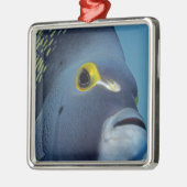 ケイマン諸島,アンジェルフランスのフィッシュポマカンサス メタルオーナメント (左)