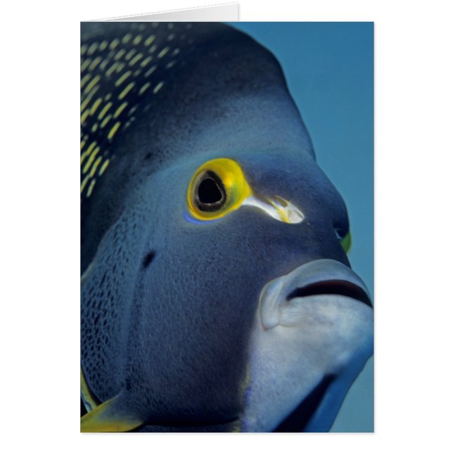 ケイマン諸島、フレンチエンゼルフィッシュ Pomacanthus (正面)