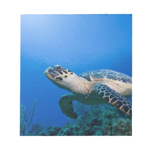 ケイマン諸島、リトルケイマン島、水中2 ノートパッド (正面)