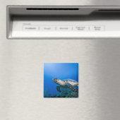 ケイマン諸島、リトルケイマン島、水中2 マグネット (インサイチュ (食洗機))