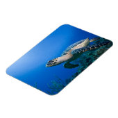 ケイマン諸島、リトルケイマン島、水中2 マグネット (左側)