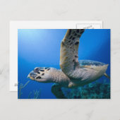 ケイマン諸島、リトルケイマン島、水中 ポストカード (正面/裏面)