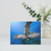 ケイマン諸島、リトルケイマン島、水中 ポストカード (スタンド正面)