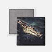 ケイマン・クロコダイル磁石 マグネット (正面/裏面)