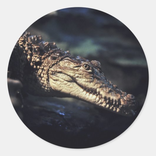 ケイマン・クロコダイル・ステッカー ラウンドシール (正面)