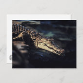 ケイマン・クロコダイル ポストカード (正面/裏面)