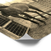 ケイメイ牧場　グラマーちゃん　まるで置き物 ポスター (角)