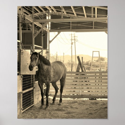 ケイメイ牧場　グラマーちゃん　まるで置き物 ポスター (正面)