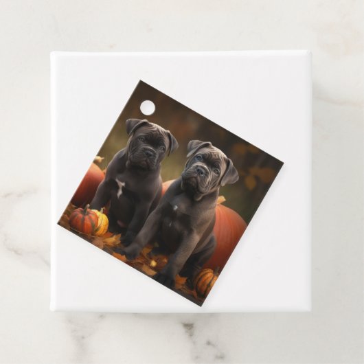 ケインコルソパピーオータムデライトカボチャ フェイバータグ (インサイチュ)