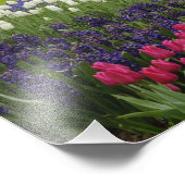 ケウケンホフ・ガーデンズ・チューリップ&ヒアシンス フォトプリント            (角)