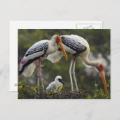 ケオ色彩の鮮やかラデオの巣でコウノトリとヤングワン ポストカード (正面/裏面)