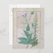 ケシとイチジク ポストカード (正面/裏面)