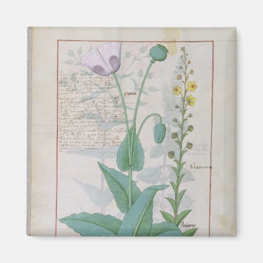 ケシとイチジク マグネット (正面)