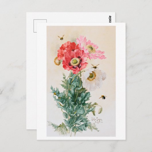 ケシとビー絵を描ズのヴィンテージ ポストカード (正面/裏面)