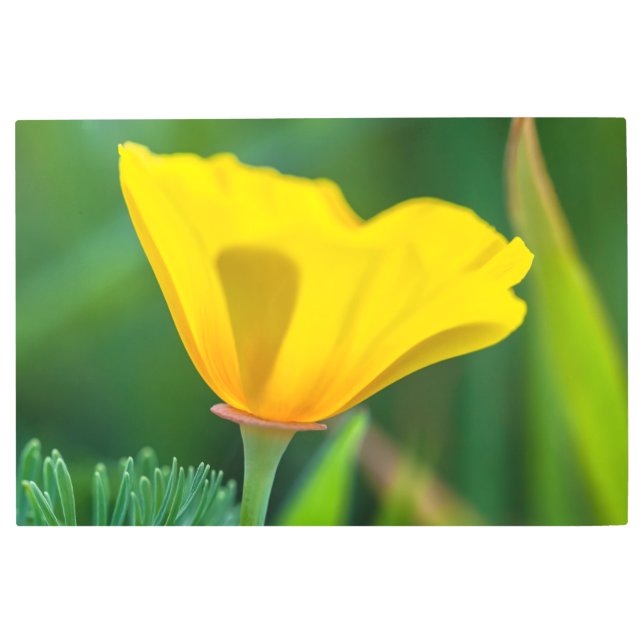 ケシとビー メタルプリント (正面)