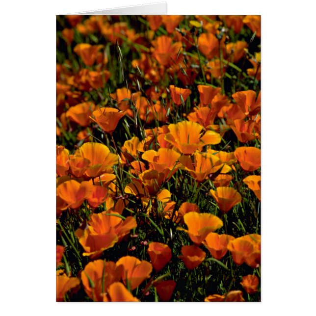 ケシによってはピンクの花が開花します (正面)