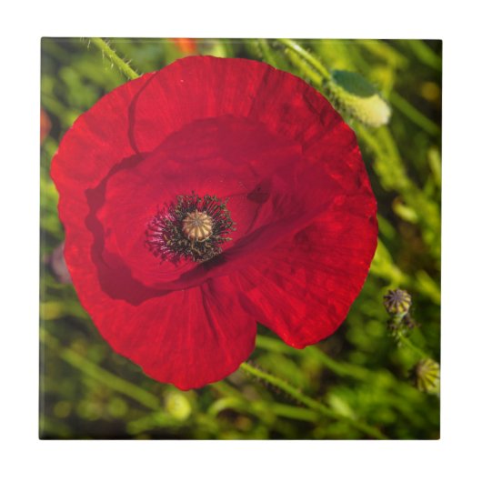 ケシのシリーズ#2 タイル (正面)