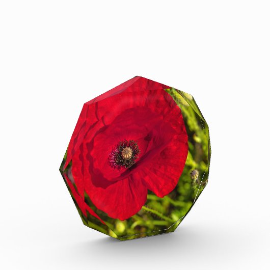 ケシのシリーズ#2 フォトブロック (左)