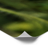 ケシのペア ポスター (角)