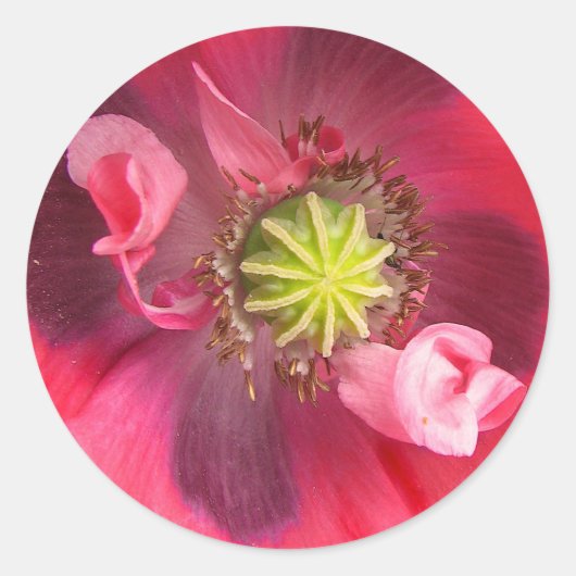 ケシの中 ラウンドシール (正面)