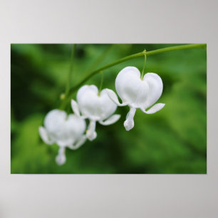 ケシの仲間のナキカズラの花 ポスター