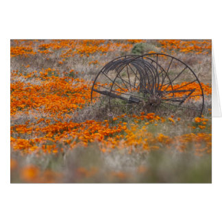 ケシの分野のThrasher