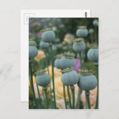 ケシの実の頭のポストカード ポストカード (正面/裏面)