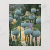ケシの実の頭のポストカード ポストカード (正面)