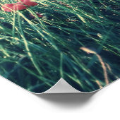 ケシの海 ポスター (角)