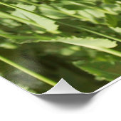 ケシの紫色の花はシャワー愛運命の活気付きます ポスター (コーナー)