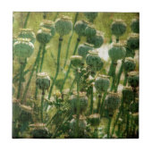 ケシの花の種の莢 タイル (正面)