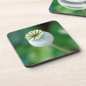 ケシの花の頭の種子、ウェスタン岬 コースター (左側)