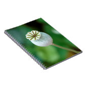 ケシの花の頭の種子、ウェスタン岬 ノートブック (右側)