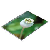 ケシの花の頭の種子、ウェスタン岬 ノートブック (左側)