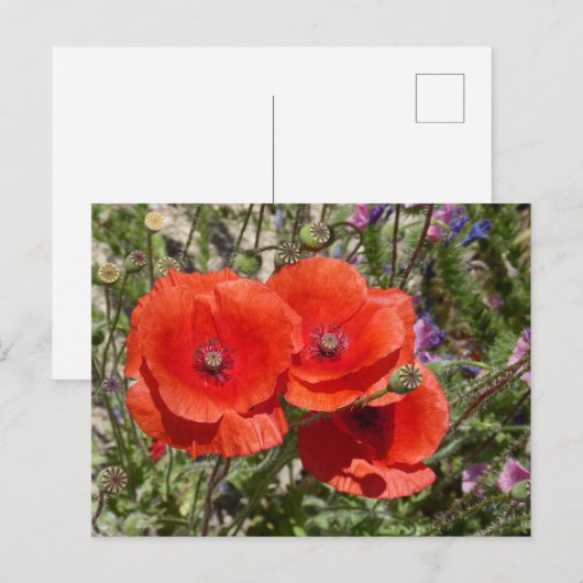 ケシの花 ポストカード (正面/裏面)