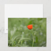 ケシの花 ポストカード (正面/裏面)