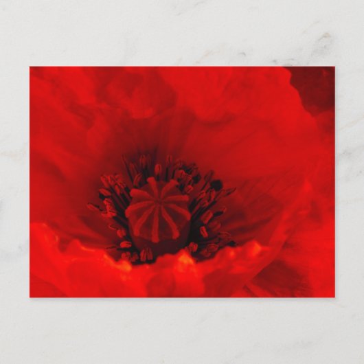 ケシの花 ポストカード (正面)